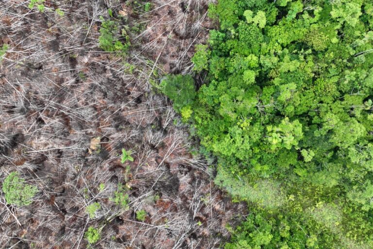 UK deforestation rules take step forward after a long delay