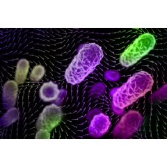 The importance of indoor airflow patterns in spreading airborne disease